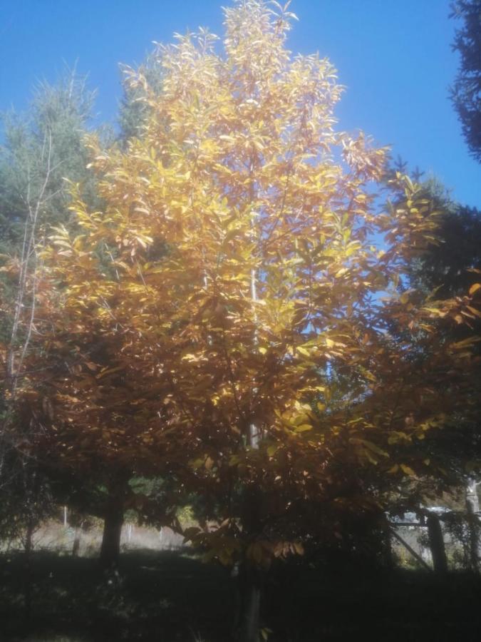 Cabana May Pao, Para 3 En Melipeuco Cerca Del Parque Nacional Conguillio Εξωτερικό φωτογραφία