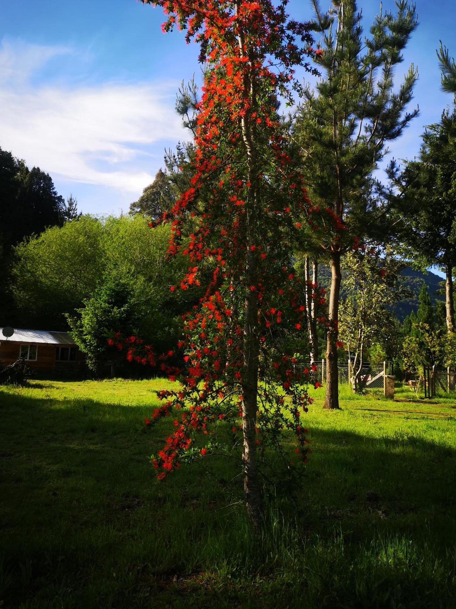 Cabana May Pao, Para 3 En Melipeuco Cerca Del Parque Nacional Conguillio Εξωτερικό φωτογραφία
